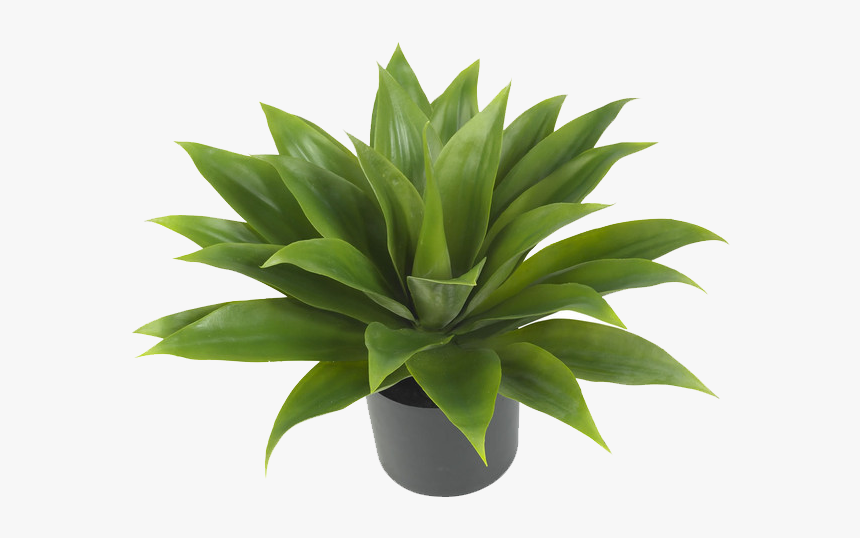 Png, Aesthetic, And Editing Image - Aesthetic Plant, Transparent Png, Free Download