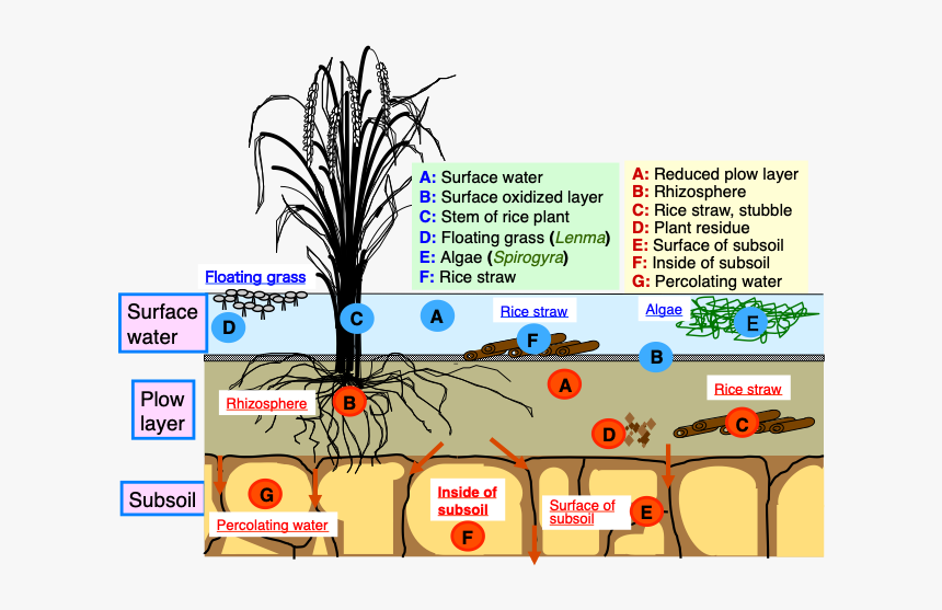 Structure Of Paddy Field, HD Png Download, Free Download