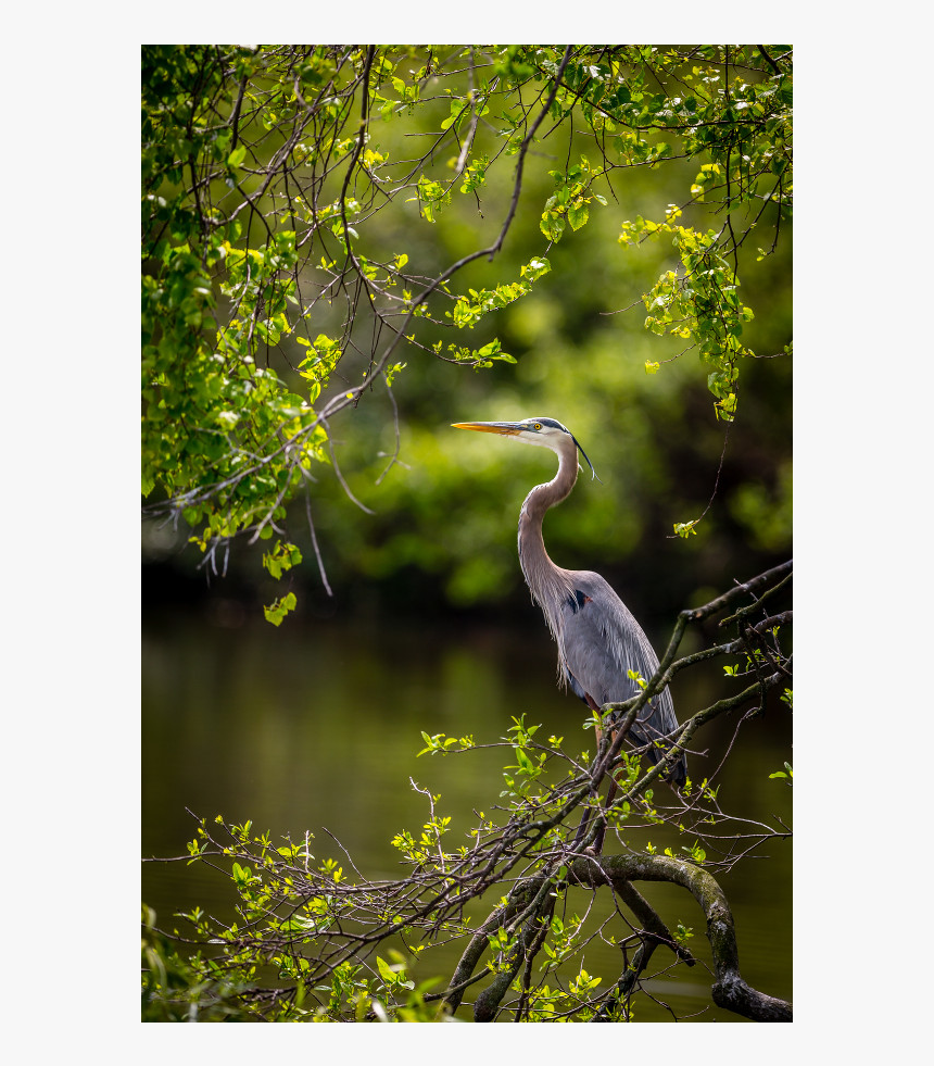 Blue Heron Png, Transparent Png, Free Download