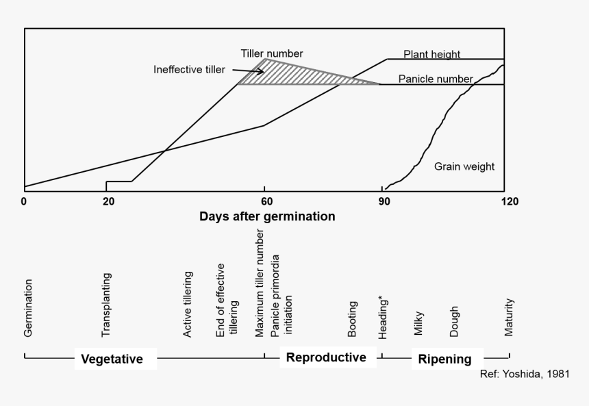 Life Cycle Of A Rice, HD Png Download, Free Download