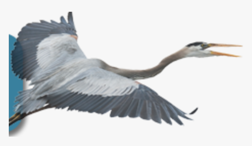 Great Blue Heron On White Background, HD Png Download, Free Download