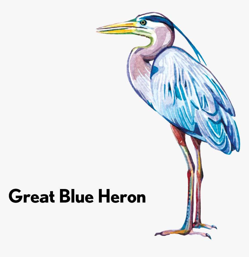 Transparent Blue Heron Png - Ciconiiformes, Png Download, Free Download