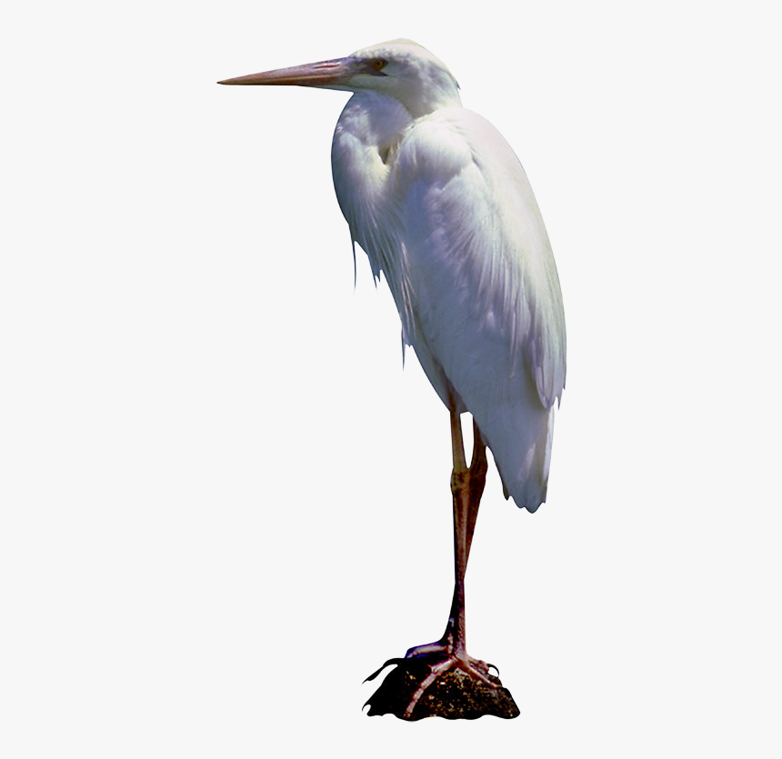 Great Egret Bird White Stork Little Blue Heron Blog - Great Blue Heron, HD Png Download, Free Download