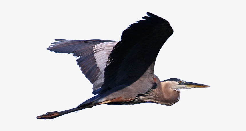 Great Blue Heron Grey Heron Bird Cormorant Illustration - Great Blue Heron Png, Transparent Png, Free Download