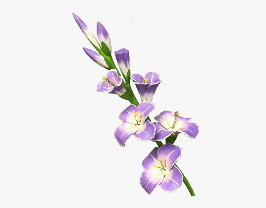 Gladiolo De Decoración - Gladiolus Clipart Transparent Background, HD Png Download, Free Download