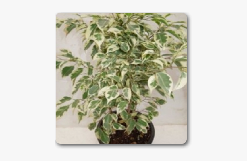 Ficus Starlight Plant Care, HD Png Download, Free Download