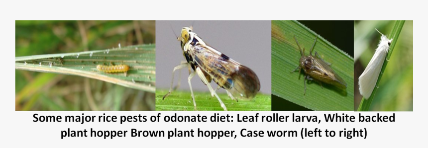 Ricepest - Leafhopper, HD Png Download, Free Download