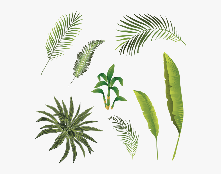 Palm Tree Branch Png - Watercolor Palm Png Transparent, Png Download, Free Download