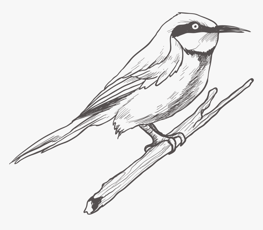 Clip Art Bird Sketches - Grey Bird Drawing Png, Transparent Png, Free Download