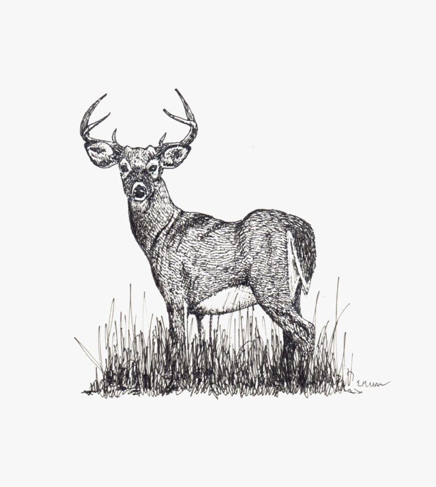 White-tailed Deer, HD Png Download, Free Download