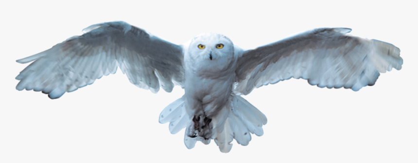 Snowy Owl Bird - Snowy Owl Transparent, HD Png Download, Free Download
