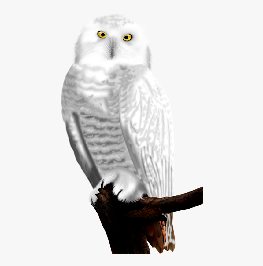 Snowy Owl - Png Download Flying Snowy Owl Png, Transparent Png, Free Download