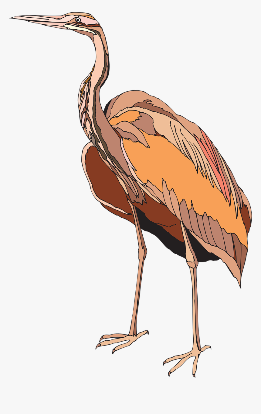 Heron Purple Bird Free Picture - Czapla Ptak Png, Transparent Png, Free Download