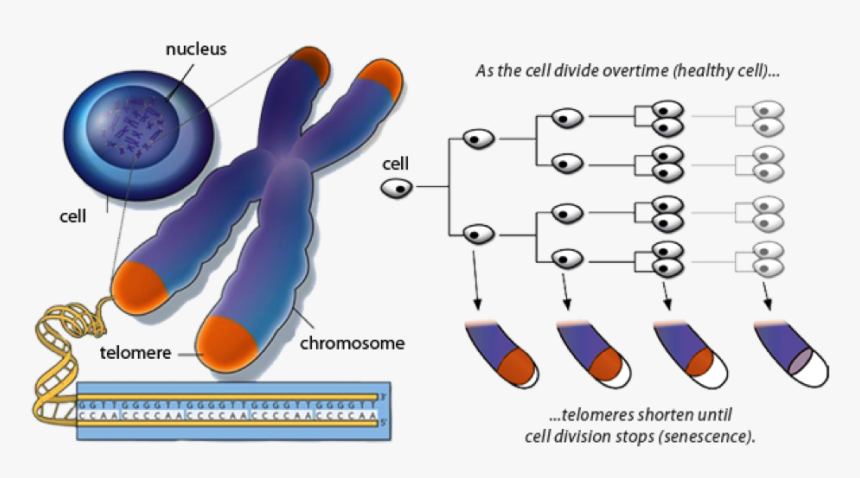 Telomeres And Aging, HD Png Download, Free Download