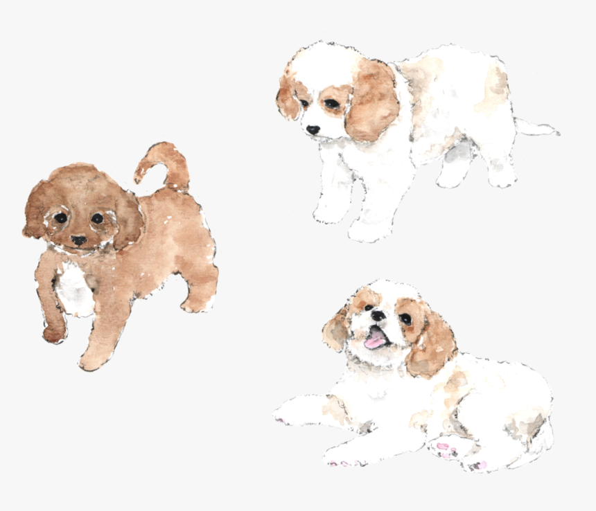 Cavachon Foxglove Farm By - Cavachon Clipart, HD Png Download, Free Download