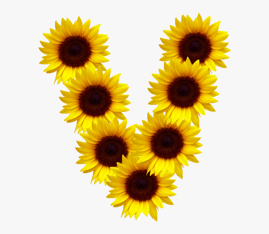 #letras #v @zeezii88 Frases #palabras #girasol #girasoles - Flower Realistic Sunflower Clipart, HD Png Download, Free Download