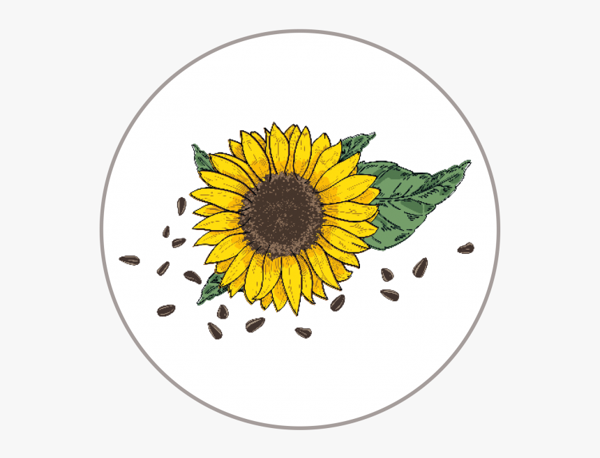 Girasol - Sunflower, HD Png Download, Free Download