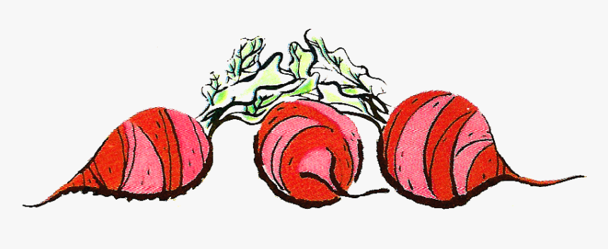 Stock Beets Illustration - Drawing, HD Png Download, Free Download
