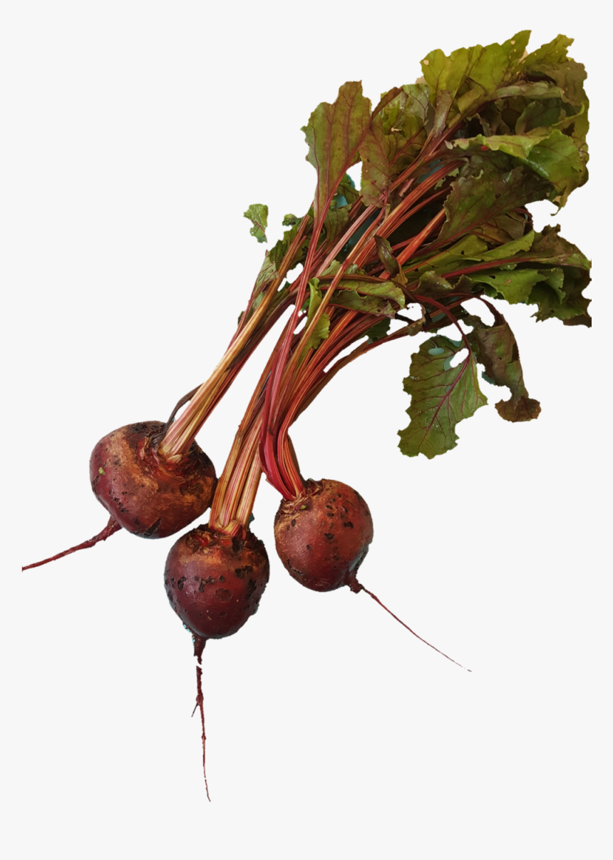 Beets - Beet Greens, HD Png Download, Free Download
