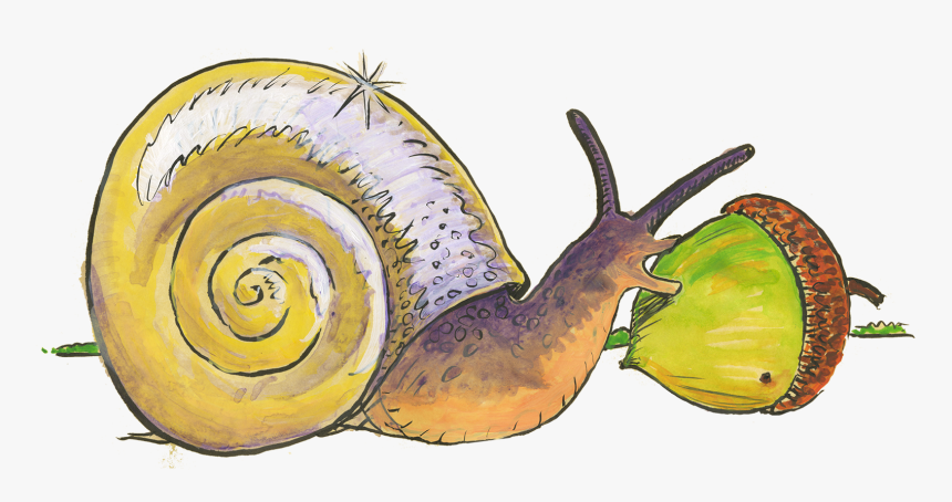 Snail Food Png - Lymnaeidae, Transparent Png, Free Download