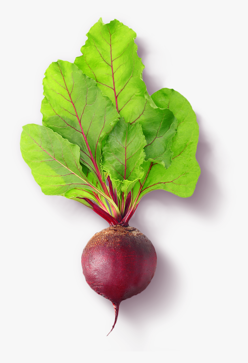 Beetroot Png, Transparent Png, Free Download