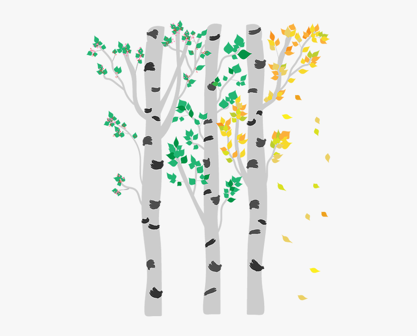 Birch, HD Png Download, Free Download