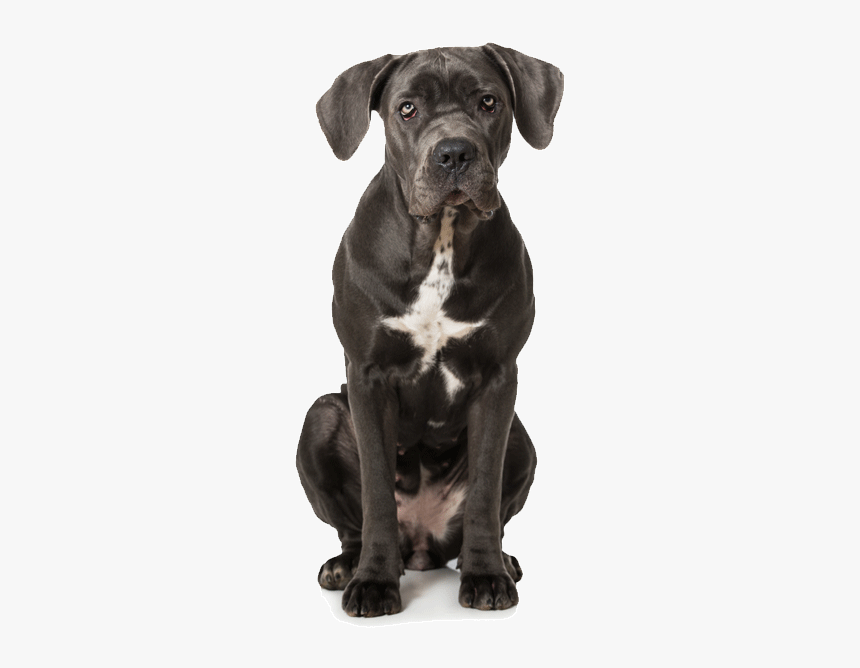 Dog, HD Png Download, Free Download