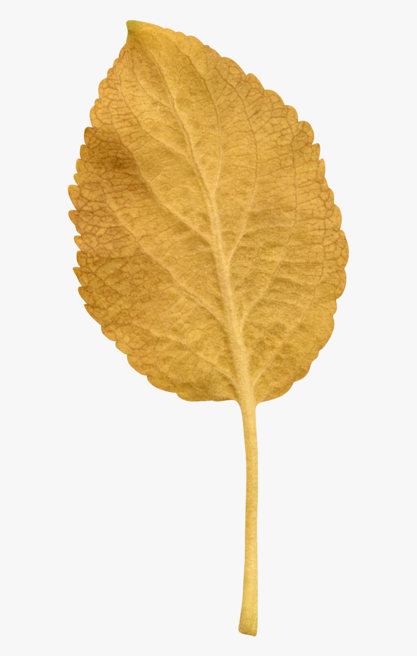 Transparent Leaves - Canoe Birch, HD Png Download, Free Download