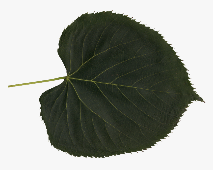 Canoe Birch , Png Download - Canoe Birch, Transparent Png, Free Download