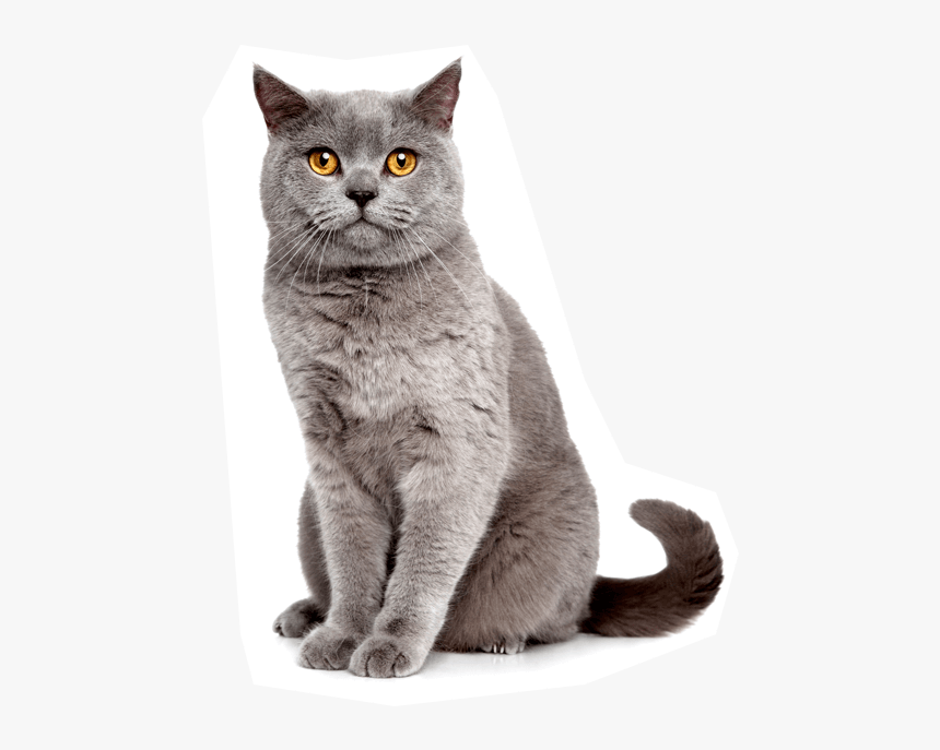 World's Best Cat Litter Picky Cat, HD Png Download, Free Download