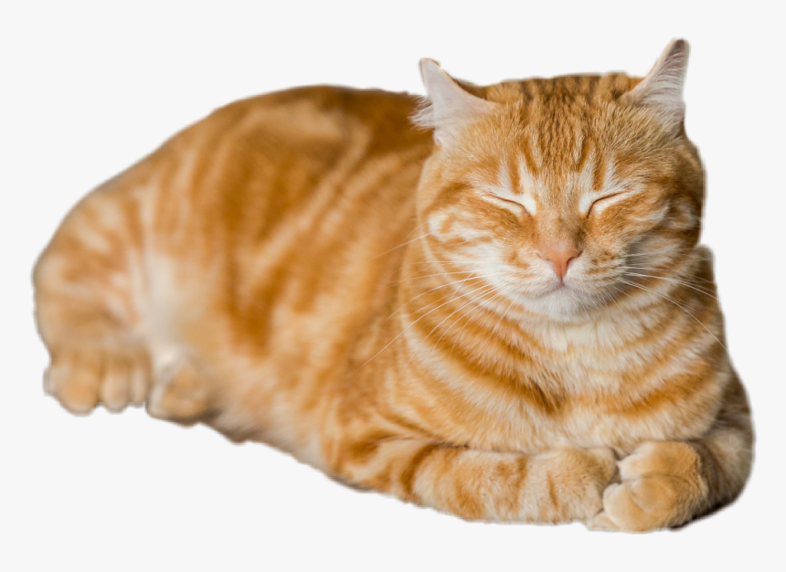 #gato Dormido - Light Ginger Cat Photography, HD Png Download, Free Download