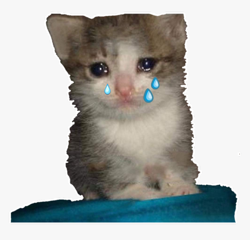 #gato #lloro #llanto #cat #sad #lágrimas - Crying Cat Meme Transparent, HD Png Download, Free Download