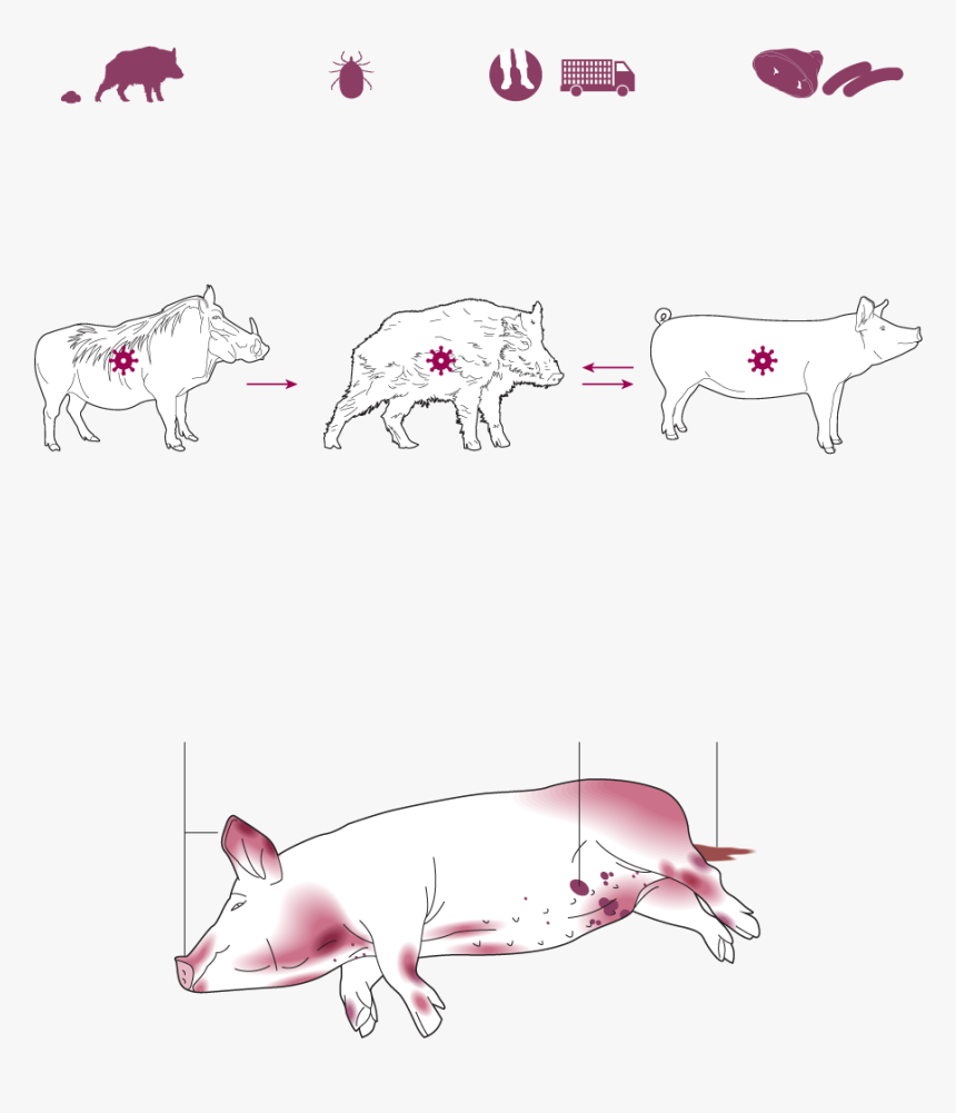 Domestic Pig, HD Png Download, Free Download