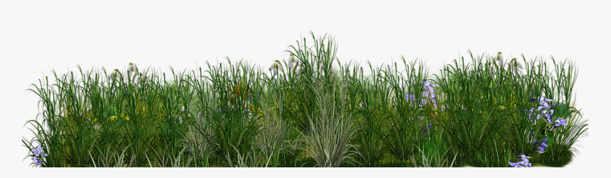 Sweet Grass, HD Png Download, Free Download