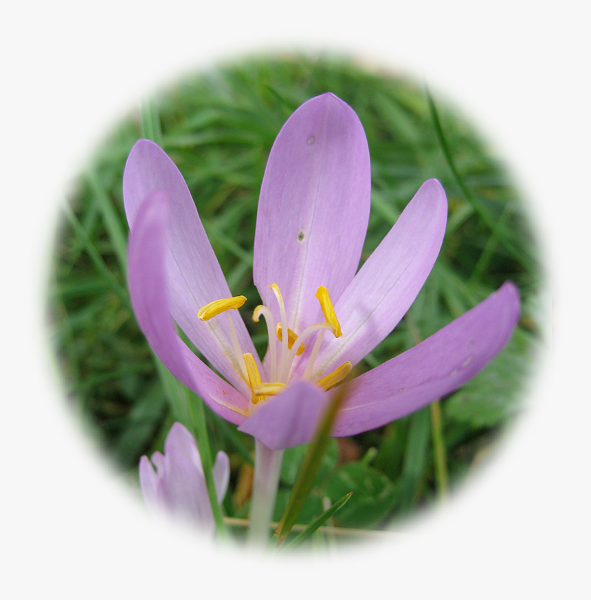 Saffron Flower Png, Transparent Png, Free Download