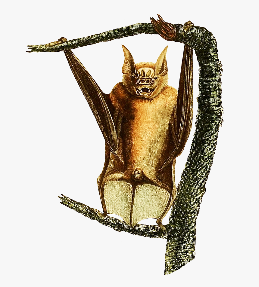 Bat In A Tree - Charles Alexandre Lesueur Bats, HD Png Download, Free Download
