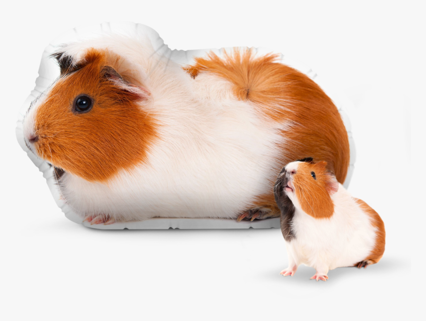 Guinea Pig, HD Png Download, Free Download