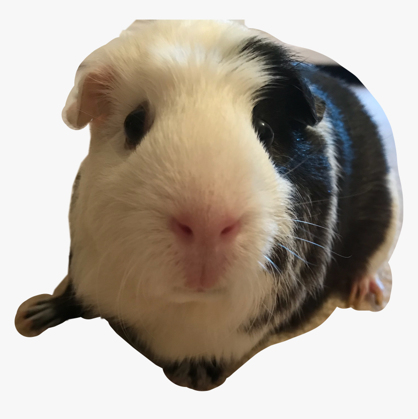 #poppy #guineapig #guinea #pig #iloveguineapigs #guineapiglover - Guinea Pig, HD Png Download, Free Download