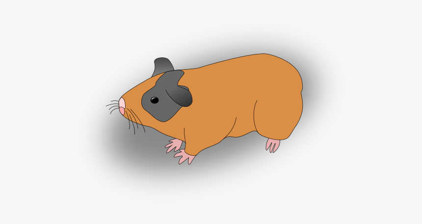 Hamster Clipart Guinea Pig - Guinea Pig, HD Png Download, Free Download