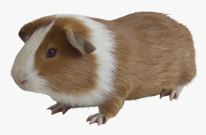 Transparent Cute Guinea Pig Png, Png Download, Free Download