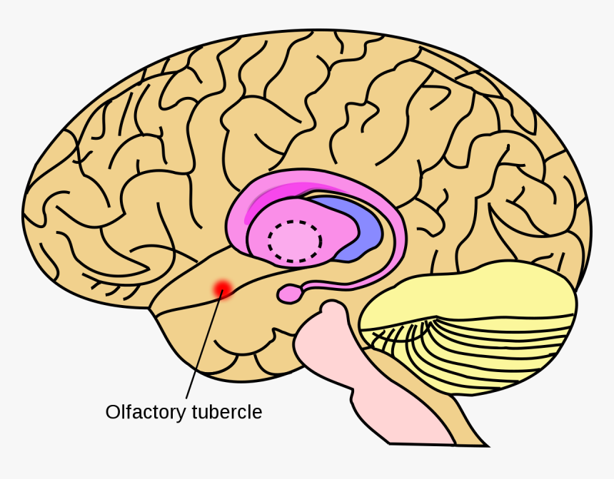 Basal Ganglia, HD Png Download, Free Download