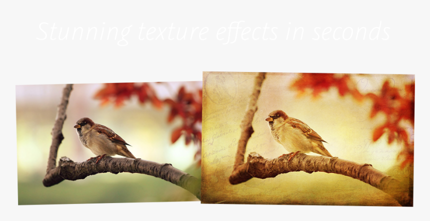 2 Lil Owls Texture Bundle - Offensive Wallpapers Bird, HD Png Download, Free Download