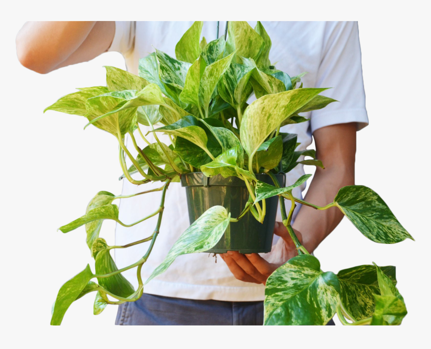 Pothos Marble Queen Hanging - Devil's Ivy, HD Png Download, Free Download