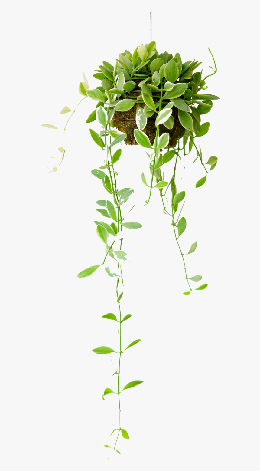 Hanging Basket - Hanging Indoor Plants, HD Png Download, Free Download