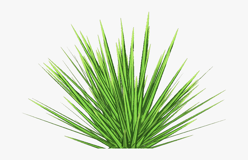 Phormium Tenax - Phormium Tenax Png, Transparent Png, Free Download