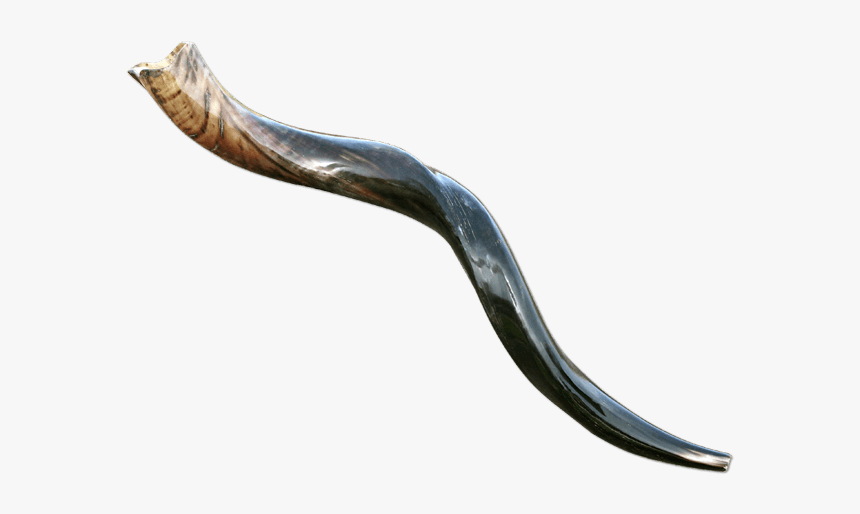 Conger Eel, HD Png Download, Free Download