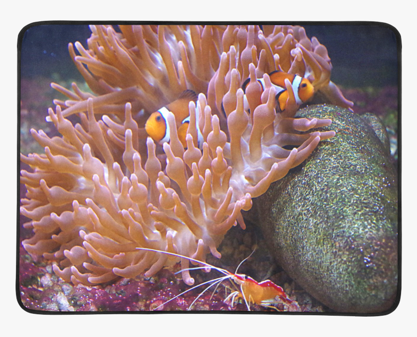 Coral And Clownfish Beach Mat 78"x 60" - Brown Bubble Tip Anemone, HD Png Download, Free Download