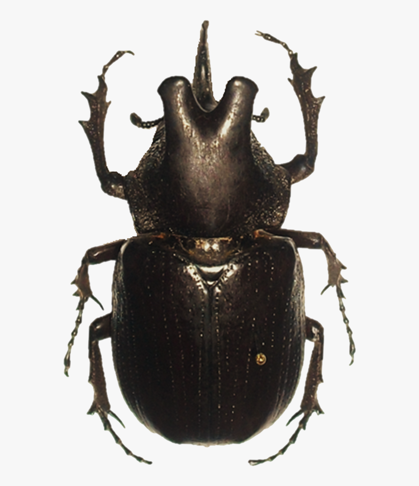 Beetle Png Hd - Transparent Beetle Png, Png Download, Free Download