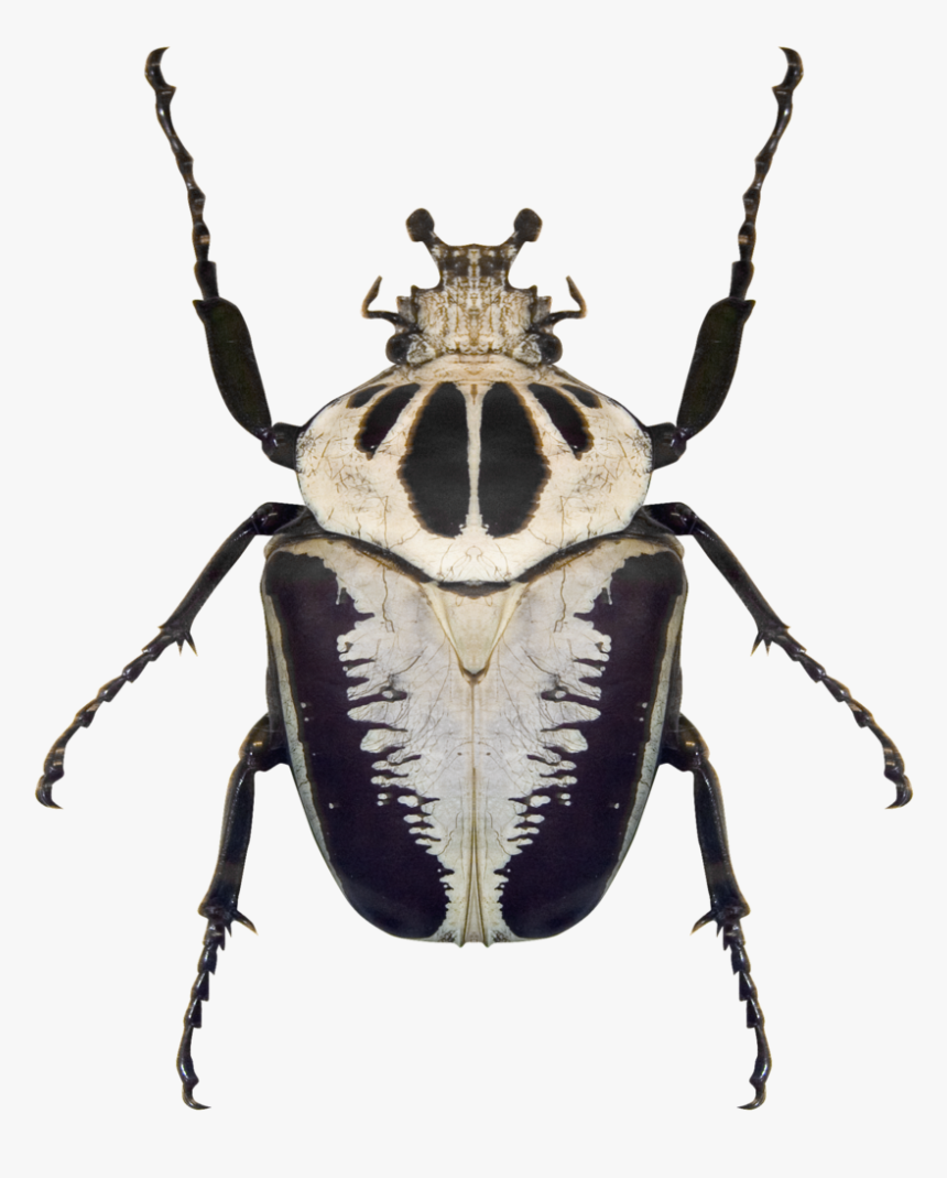 Beetle Png, Transparent Png, Free Download