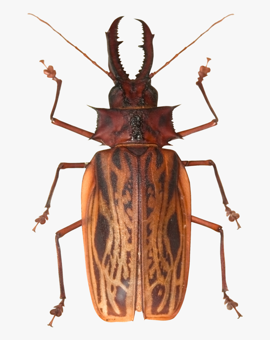 Beetle Png, Transparent Png, Free Download